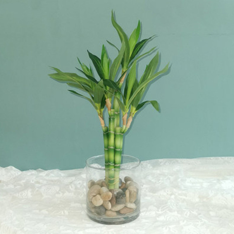 Aquarium Marine Fish - Nouveau 40cm rFtificial chanceux bambou succulente