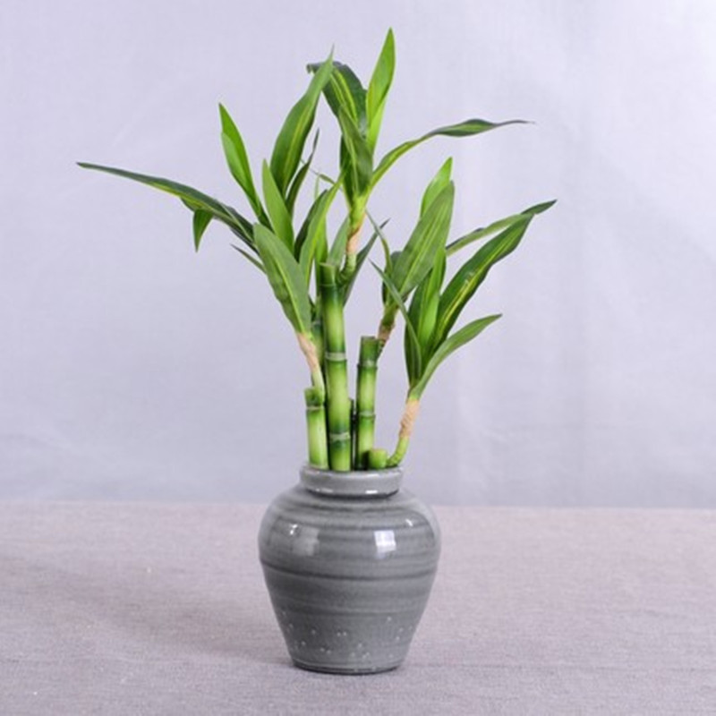 Nouveau 40cm rFtificial chance - Aquarium Marine Fish avis et prix