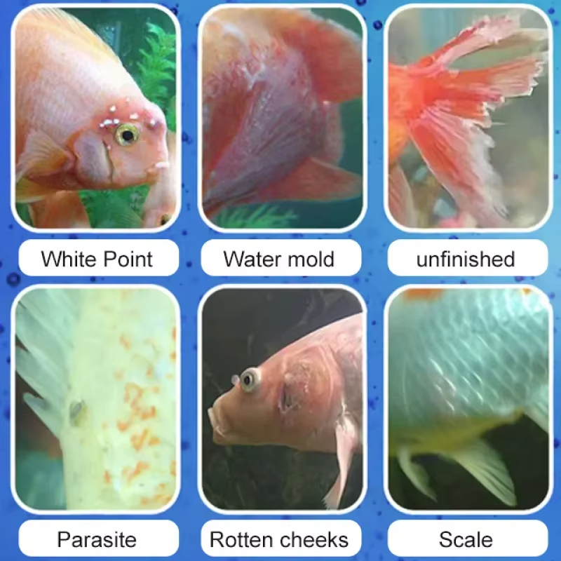 SIKEZHAN Traitement des maladi - Marine Aquarium Bacteria avis et prix