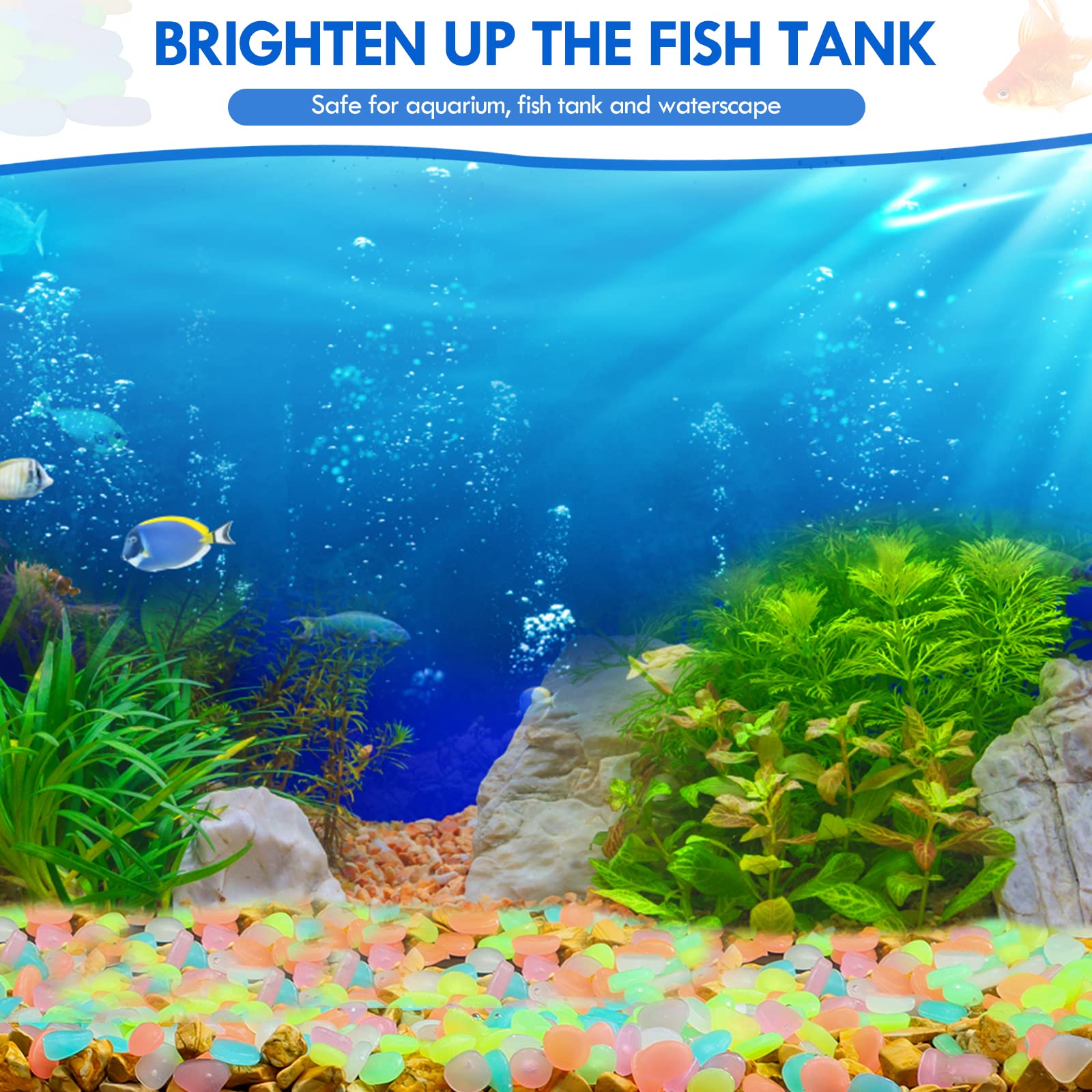 100 pièces brillent dans le no - Aquarium Marine Fish avis et prix